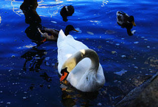 那一抹忧郁之白 